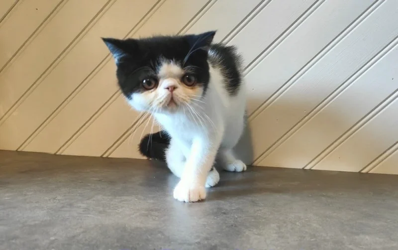 buy exotic shorthair