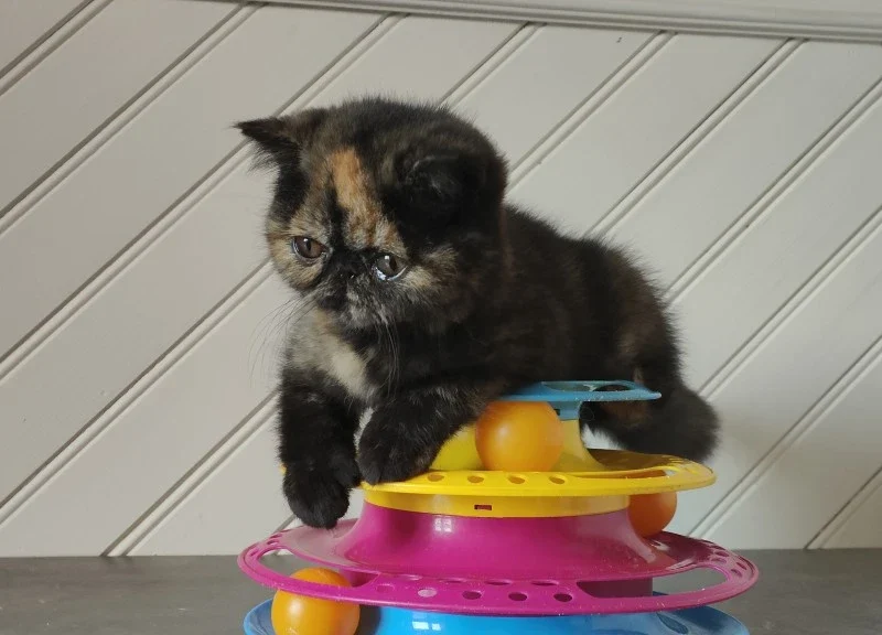 exotic shorthair kittens sale